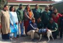 रुद्रपुर में दयालुतापूर्ण (मानवीय) स्ट्रीट डॉग जनसंख्या प्रबंधन की ऐतिहासिक सफलता: 95 प्रतिशत स्ट्रीट डॉग की नसबंदी