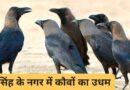 सिंह के नगर में कौवों का उधम…।