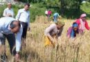 कनलगांव में डीएम मनीष कुमार ने की गेहूं फसल की क्रॉप कटिंग