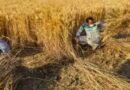 डिजिटल क्रॉप सर्वे एवं फार्मर रजिस्ट्री को लेकर किसानों से सहयोग की अपील